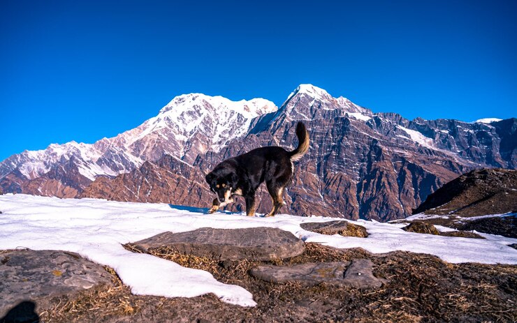 dog playing snow mardi trek kaski nepal_131480 1540